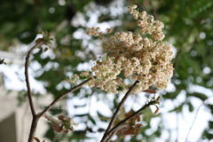 Reutealis trisperma